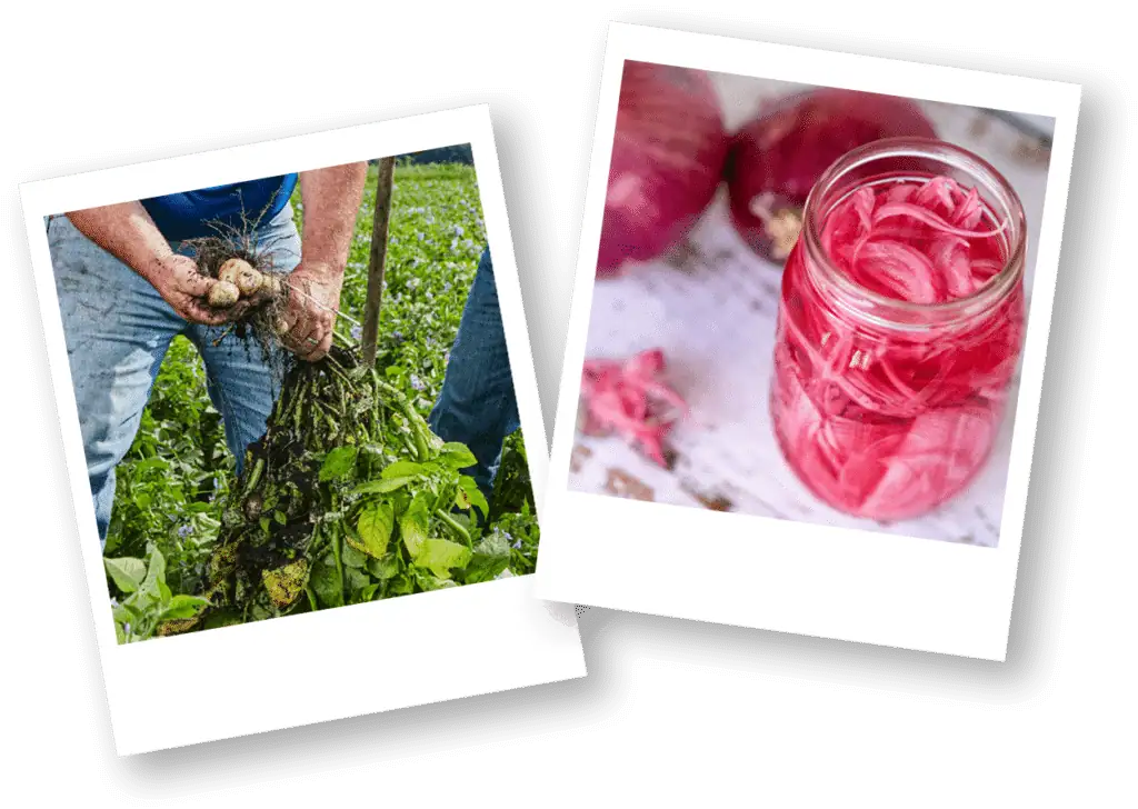 Russet Potato Plant and Pickled Red Onions