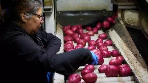 A & L Potato Co. – Woman checking potatoes on conveyer belt