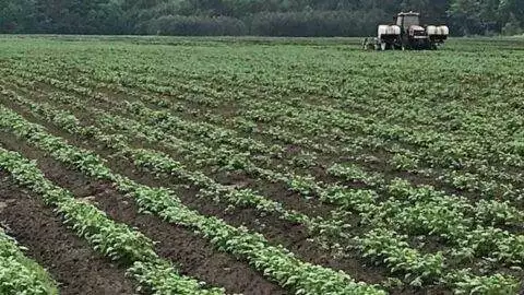 Specialty Potatoes & Produce – Potato field with equipment