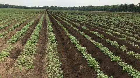 Specialty Potatoes & Produce – Potato field