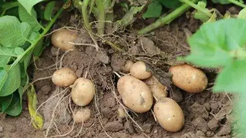 Plover River Farms freshly dug potatoes