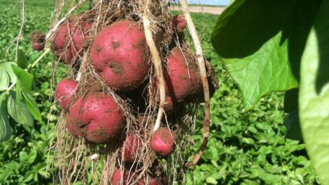 Hi-Land Potato Inc potatoes fresh from the field