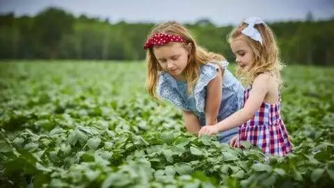 Wingard Farms' granddaughters playing in field