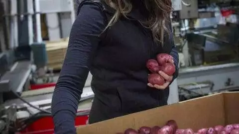 A & L Potato Co. - Jenni picking red potatoes out of bin