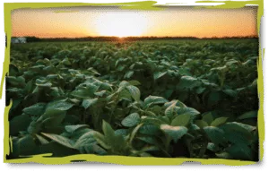 Associated Potato Growers