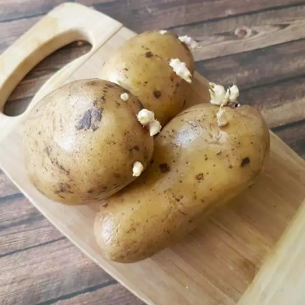 Sprouting Potatoes - Blog