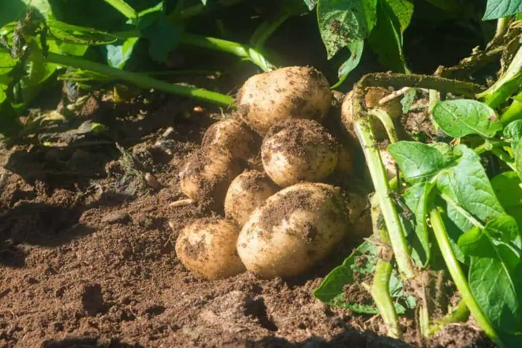Raw Potatoes on plant in field