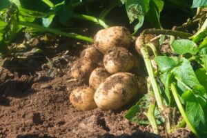 Raw Potatoes on plant in field