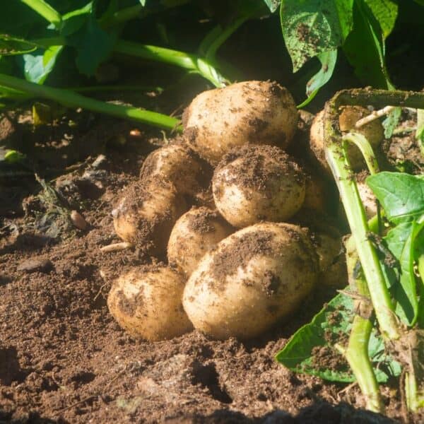 Raw Potatoes on plant in field