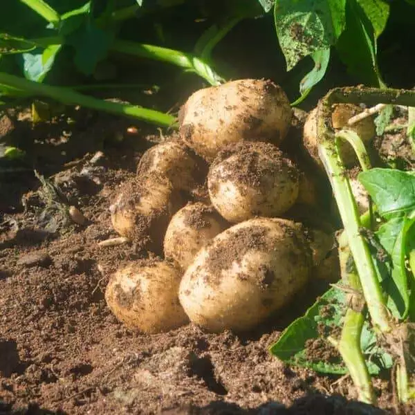 Raw Potatoes on plant in field